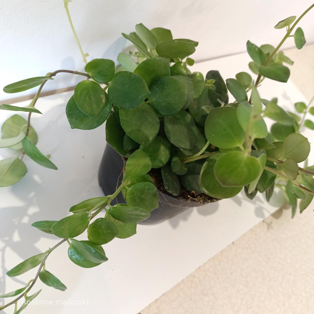 Aeschynanthus Pink Polka