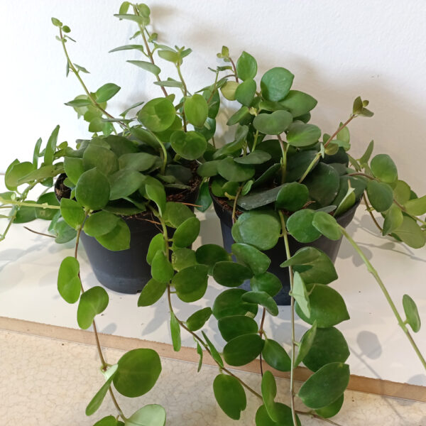 Aeschynanthus Pink Polka
