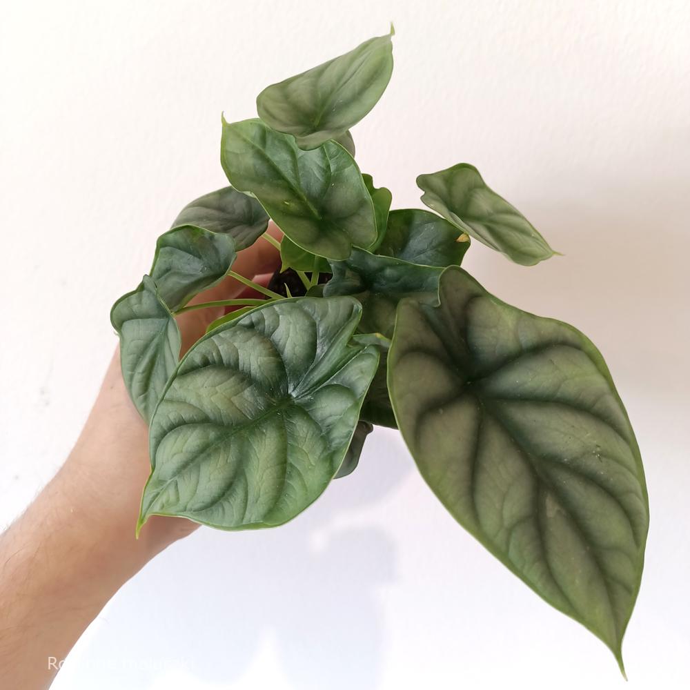 Alokazja Silver Dragon