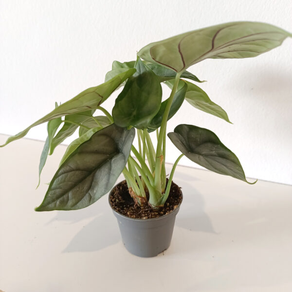 Alokazja Silver Dragon