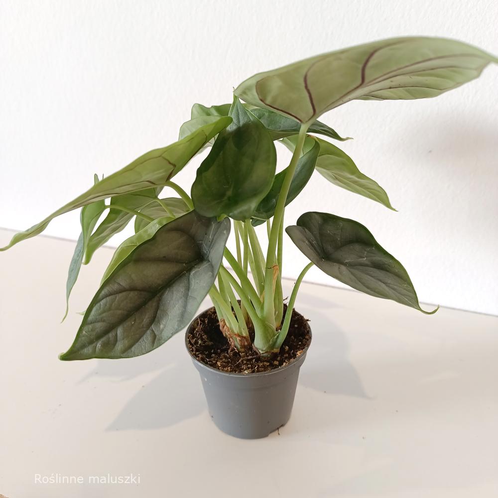 Alokazja Silver Dragon