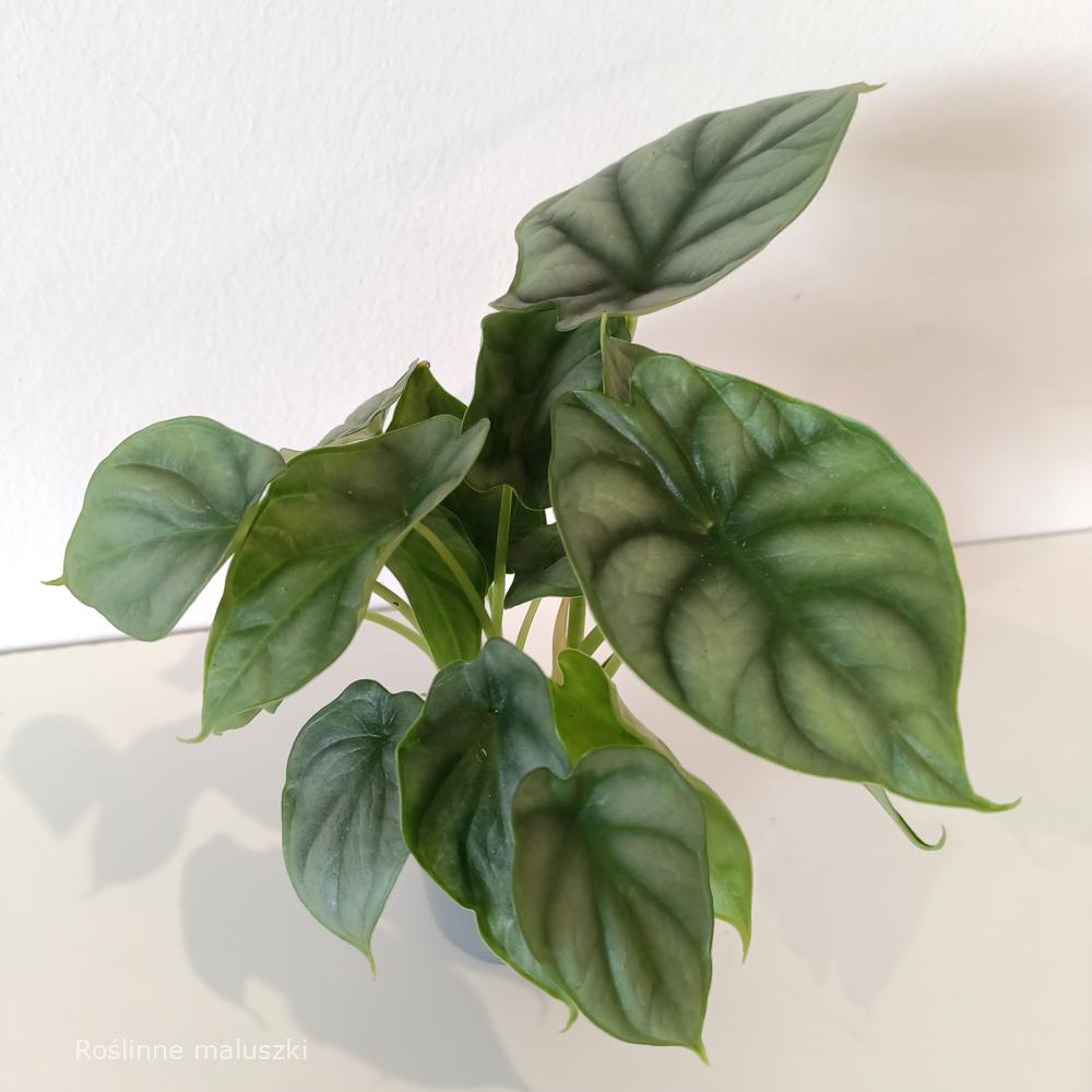 Alokazja Silver Dragon