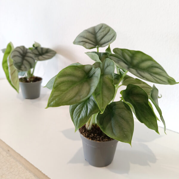 Alokazja Silver Dragon