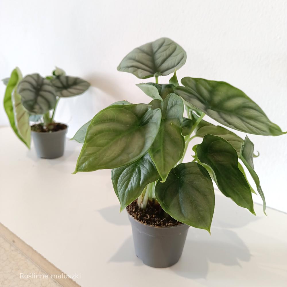 Alokazja Silver Dragon