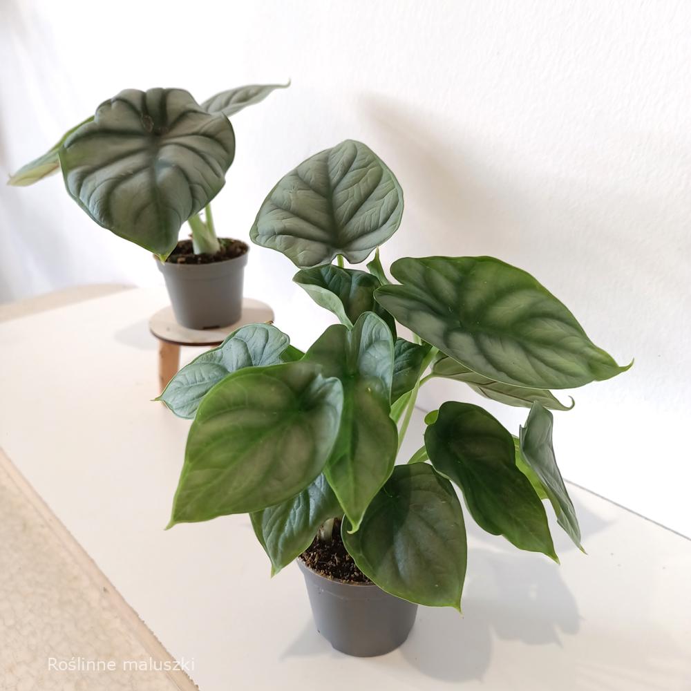 Alokazja Silver Dragon