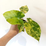 Alokazja macrorrhiza Aurea variegata