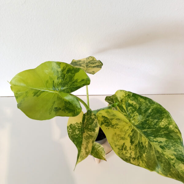 Alokazja macrorrhiza Aurea variegata