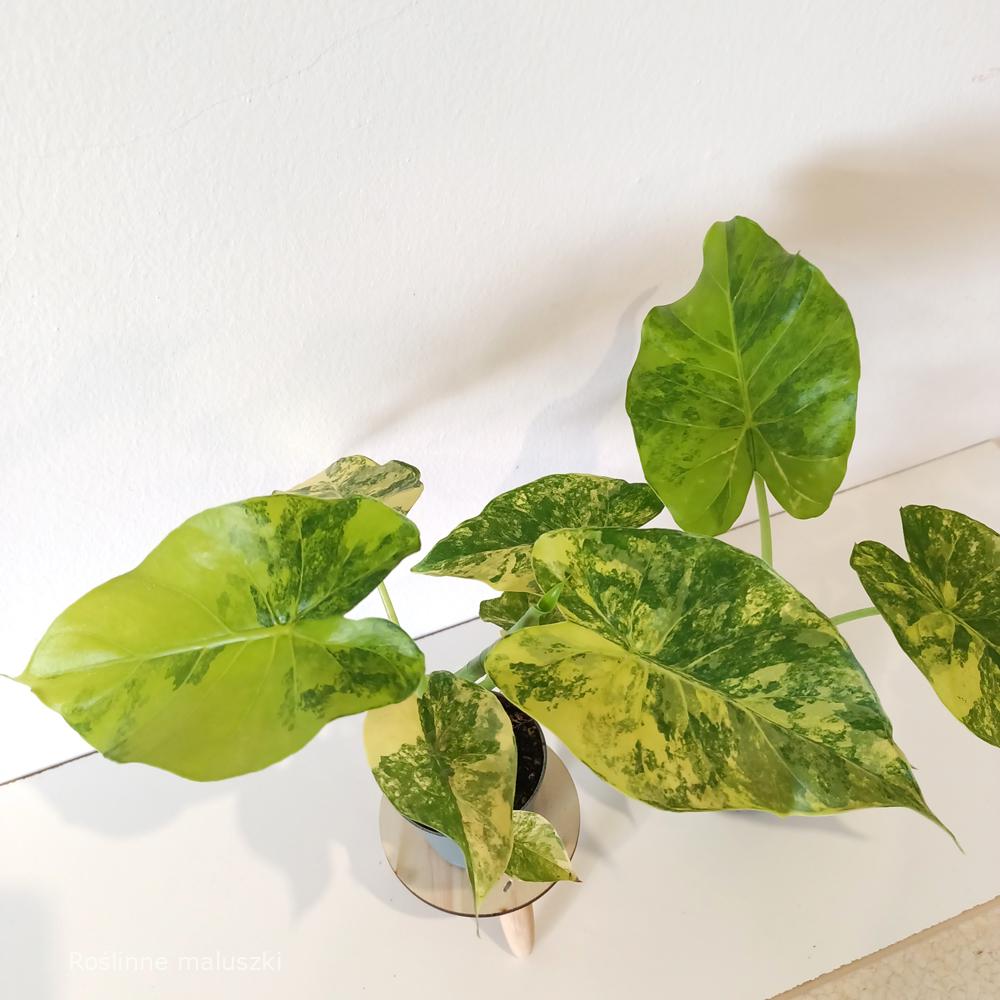 Alokazja macrorrhiza Aurea variegata
