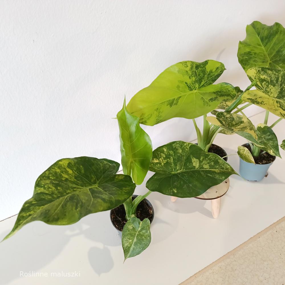 Alokazja macrorrhiza Aurea variegata