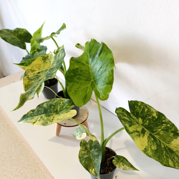 Alokazja macrorrhiza Aurea variegata