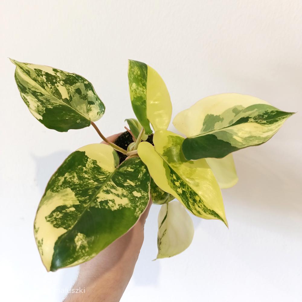 Filodendron Burle Marx variegata