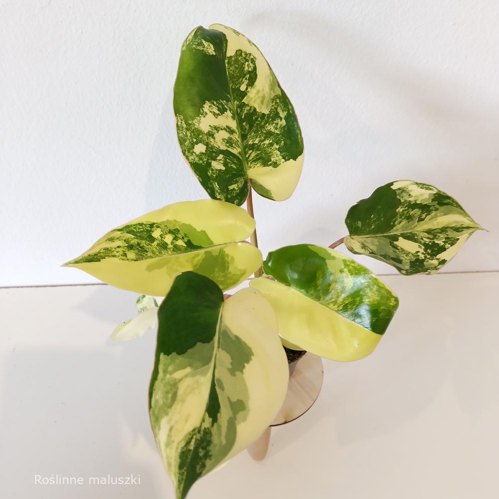Filodendron Burle Marx variegata
