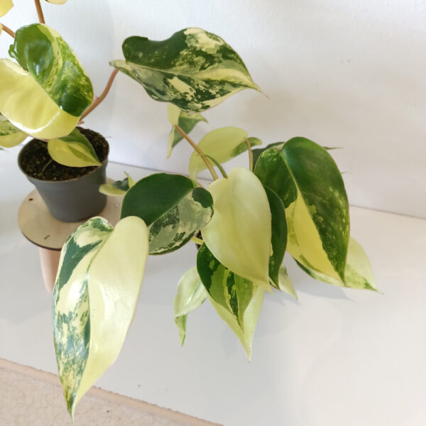 Filodendron Burle Marx variegata