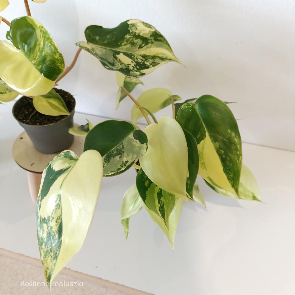 Filodendron Burle Marx variegata