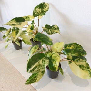 Filodendron Burle Marx variegata