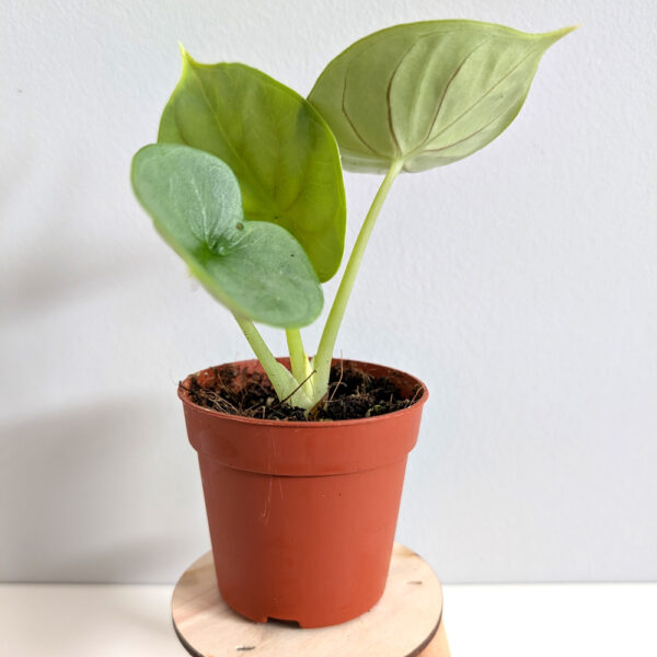 Alokazja Dragon Gold