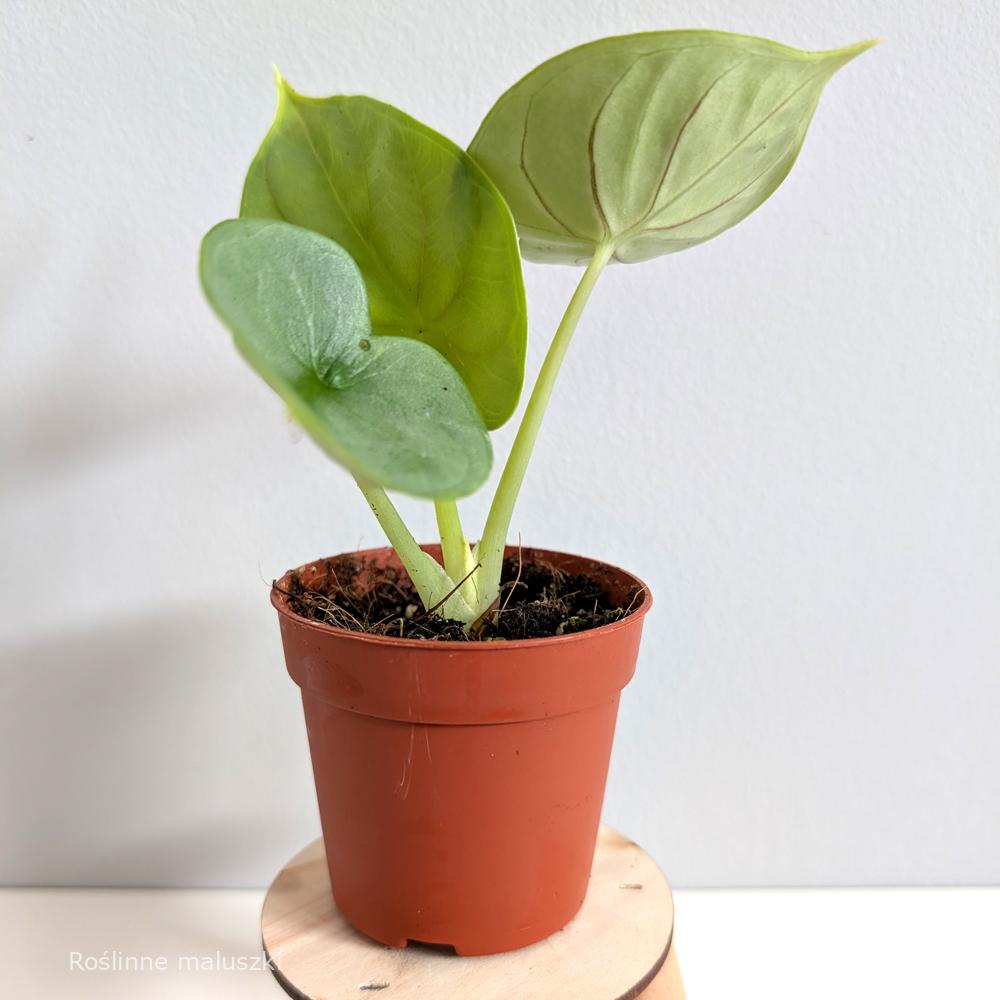 Alokazja Dragon Gold