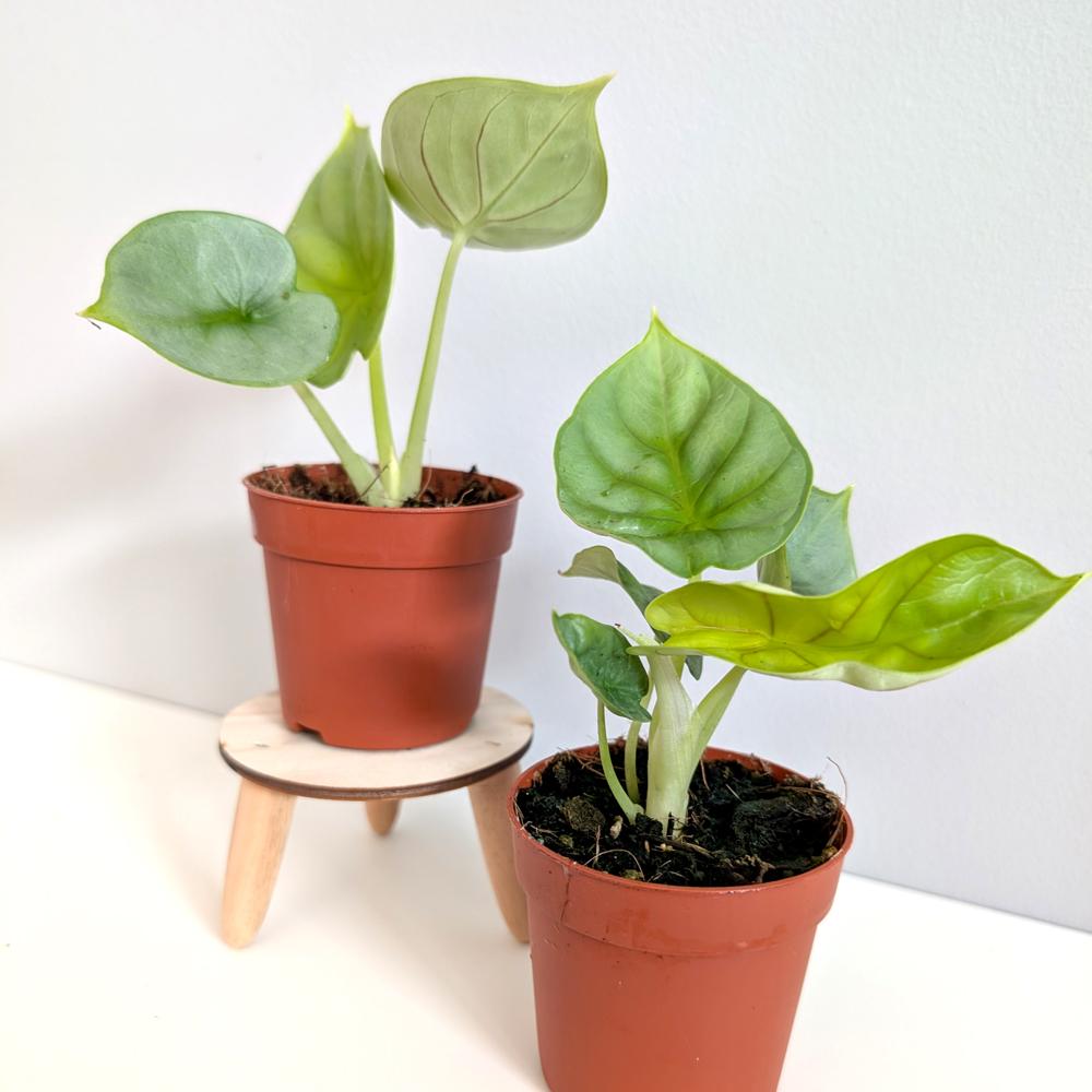 Alokazja Dragon Gold