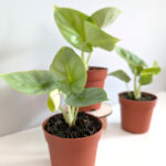 Alokazja Dragon Gold