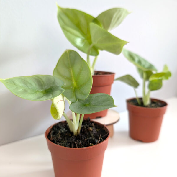 Alokazja Dragon Gold