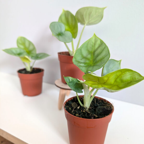 Alokazja Dragon Gold