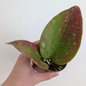 Hoya Merrillii