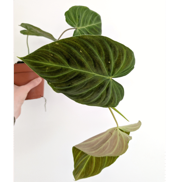 Filodendron Splendid