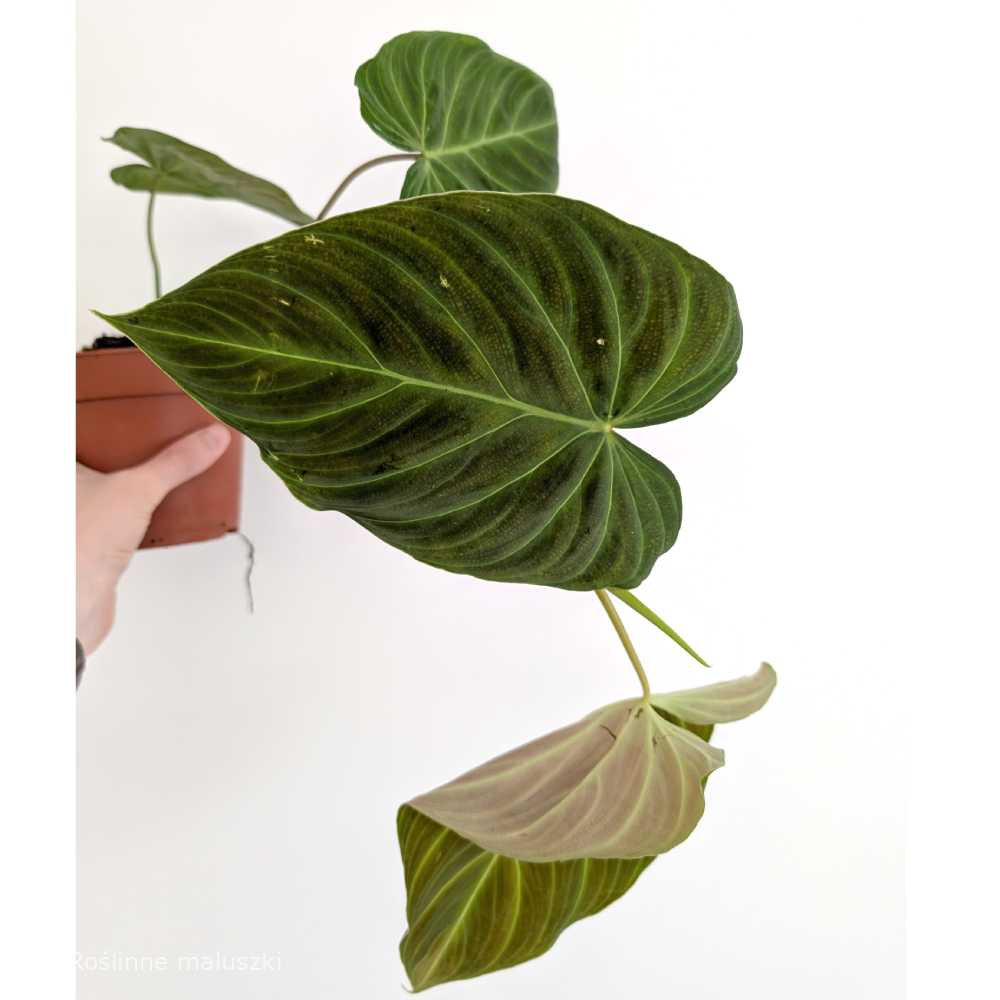 Filodendron Splendid