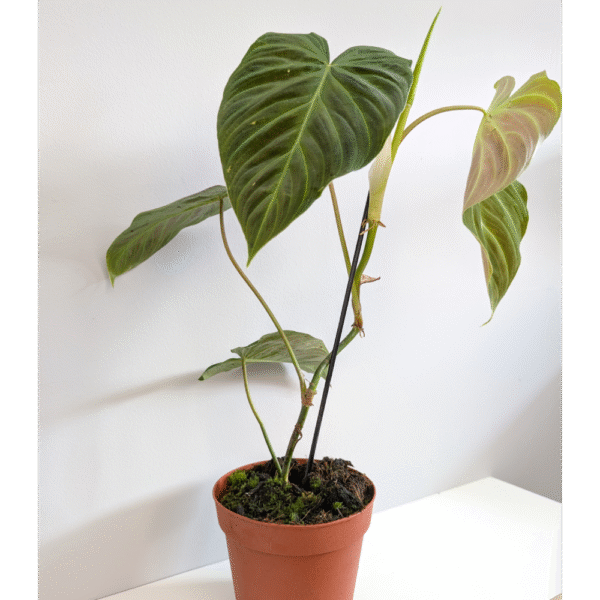 Filodendron Splendid