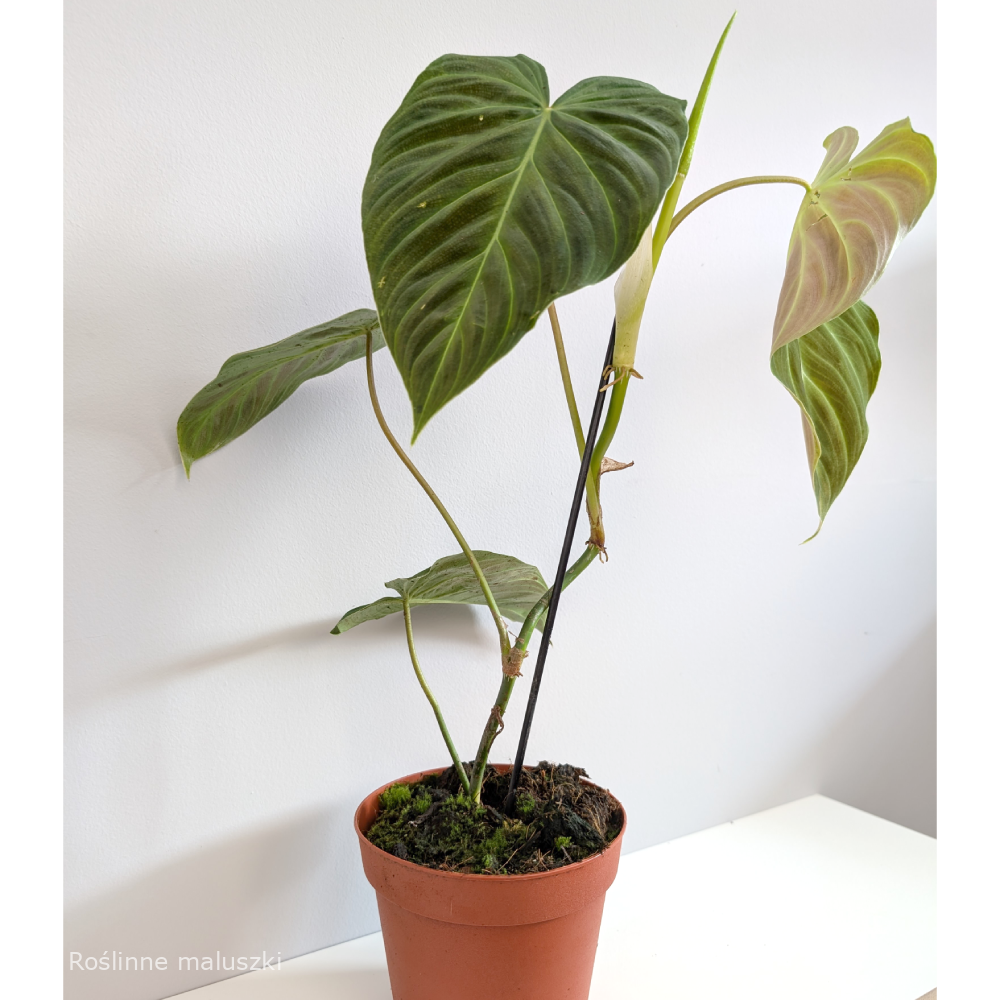 Filodendron Splendid