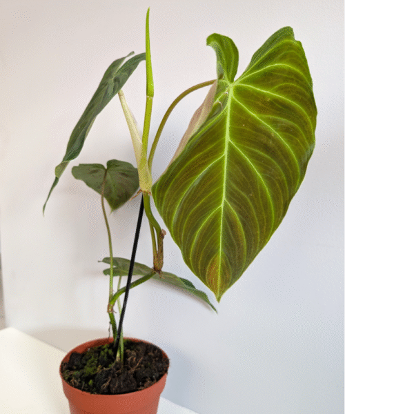 Filodendron Splendid