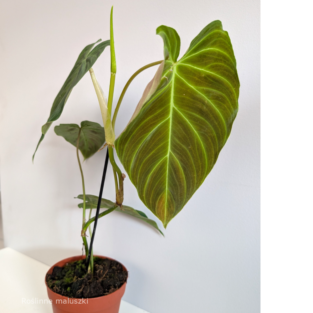 Filodendron Splendid