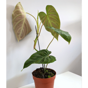 Filodendron Splendid