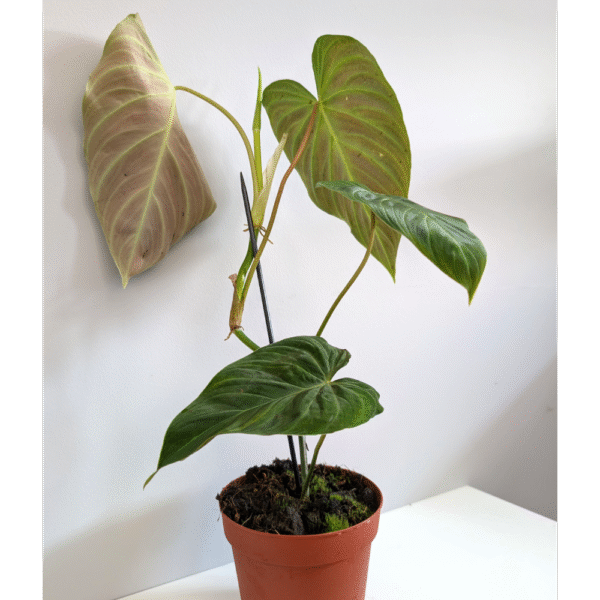 Filodendron Splendid