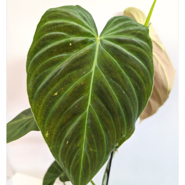 Filodendron Splendid