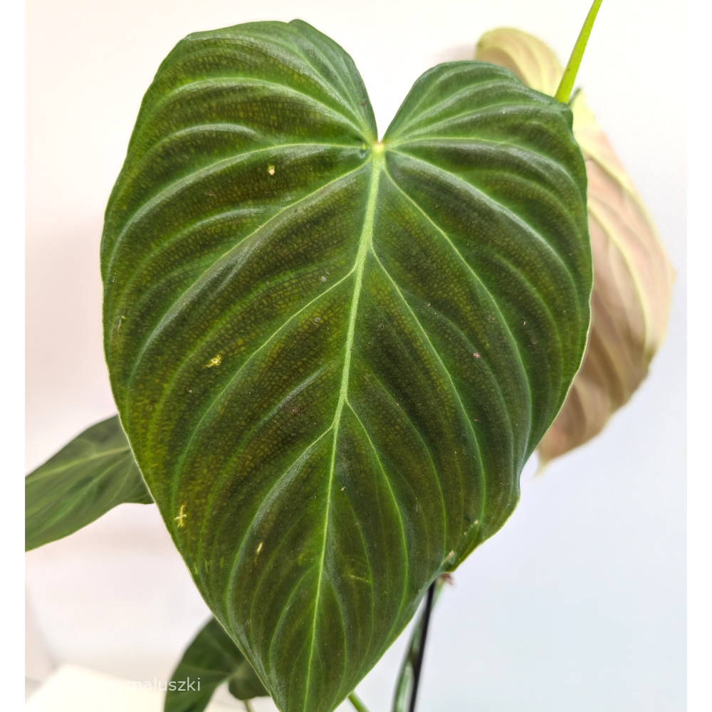 Filodendron Splendid