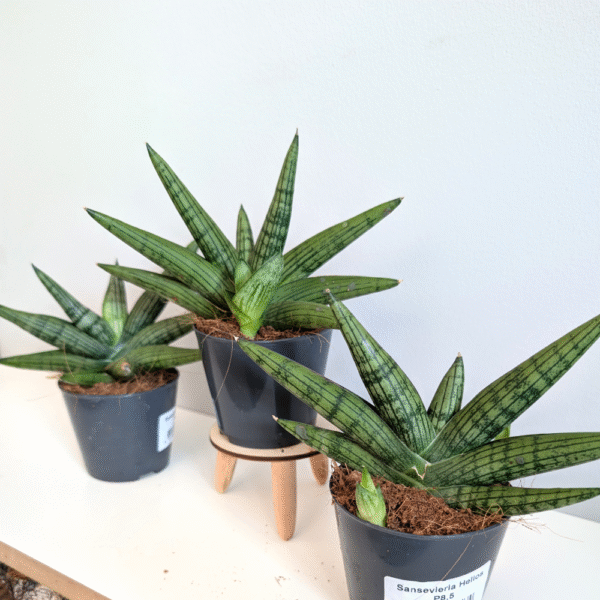 Sansevieria Helios