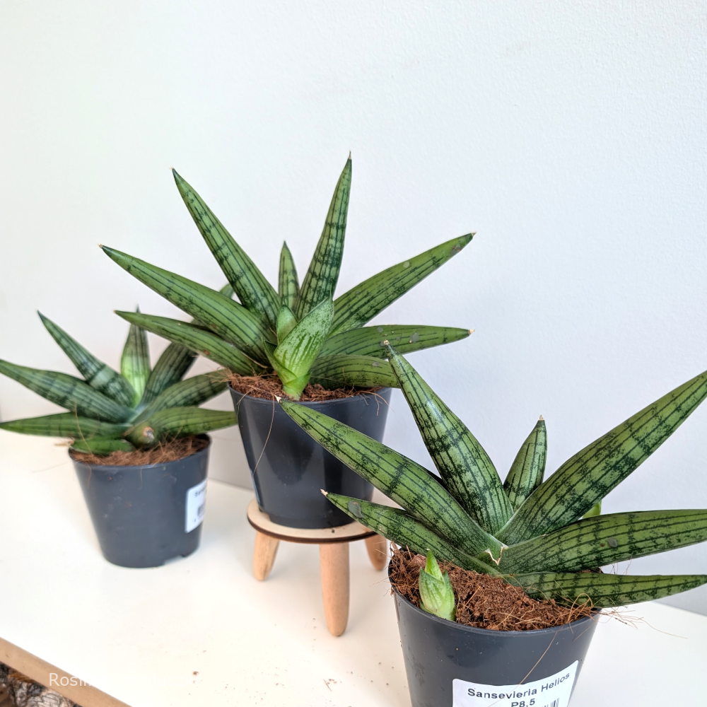 Sansevieria Helios