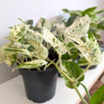 Epipremnum Marble King