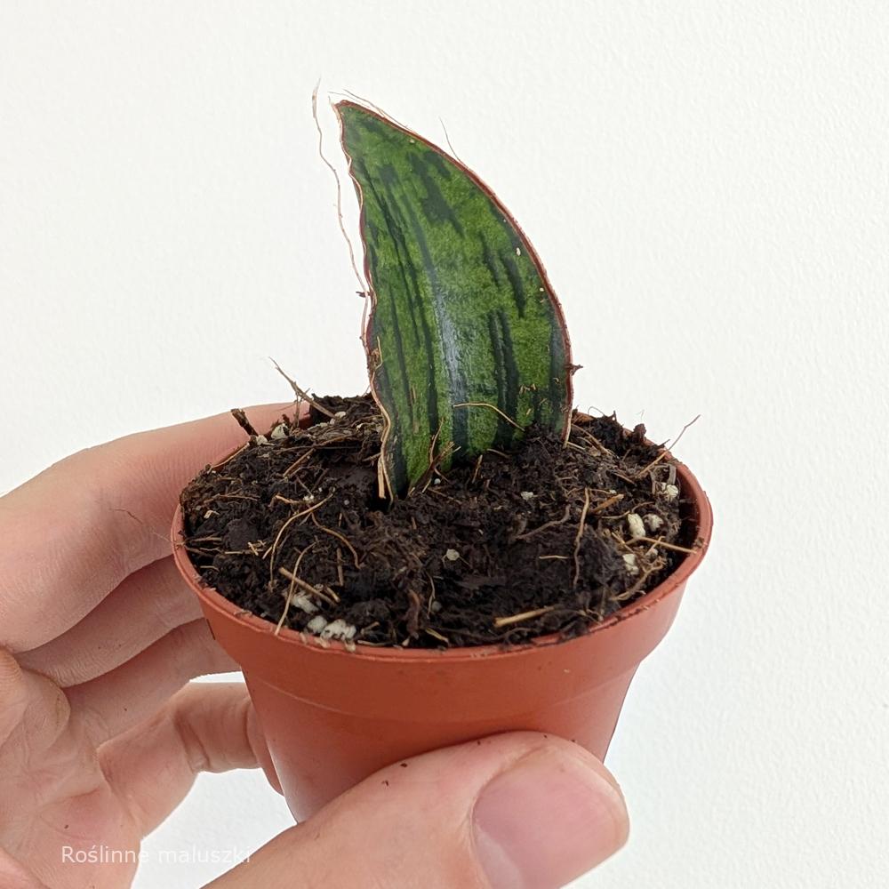 Sansevieria Cleopatra
