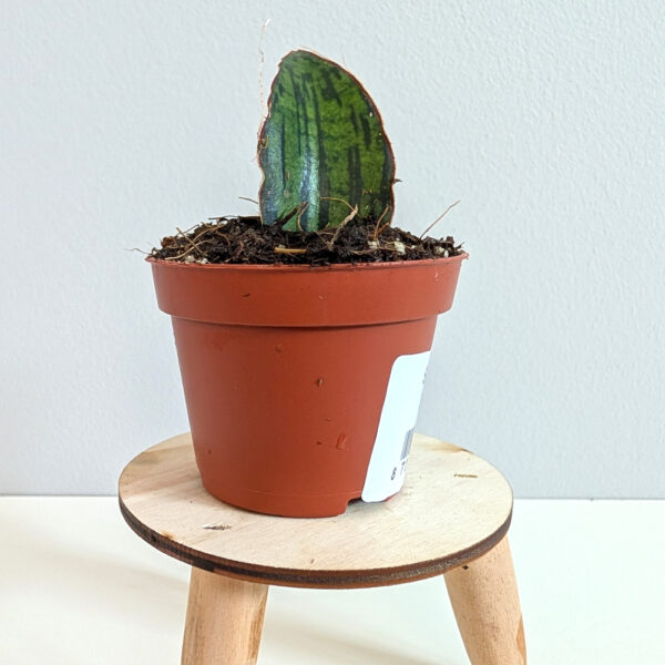 Sansevieria Cleopatra