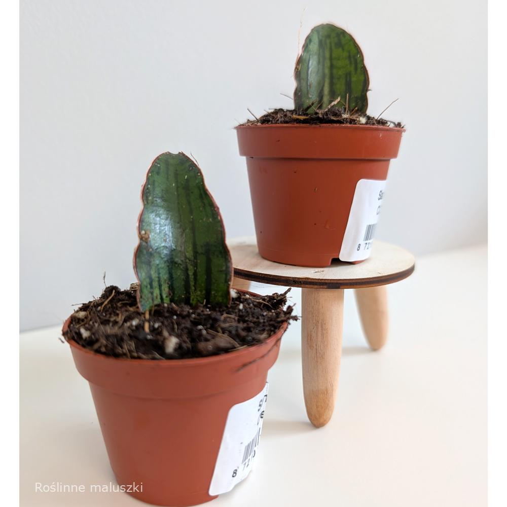 Sansevieria Cleopatra