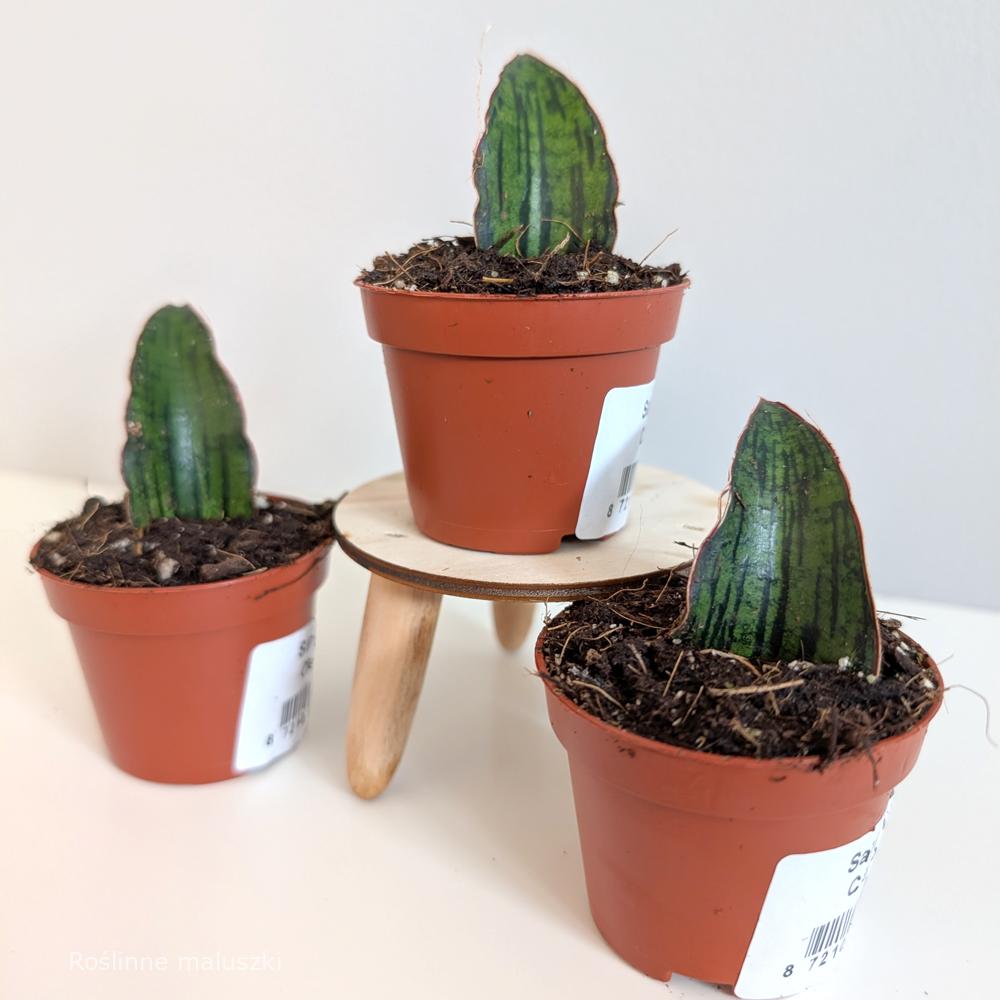 Sansevieria Cleopatra