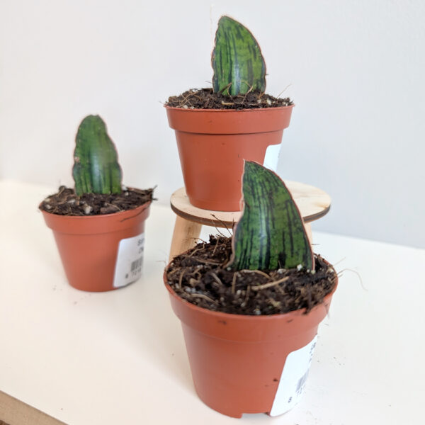 Sansevieria Cleopatra