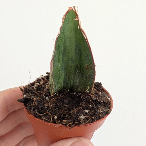 Sansevieria As Silk