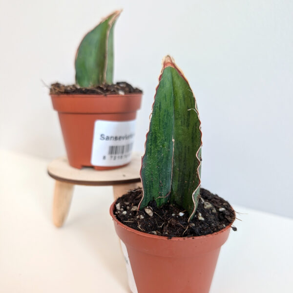 Sansevieria As Silk