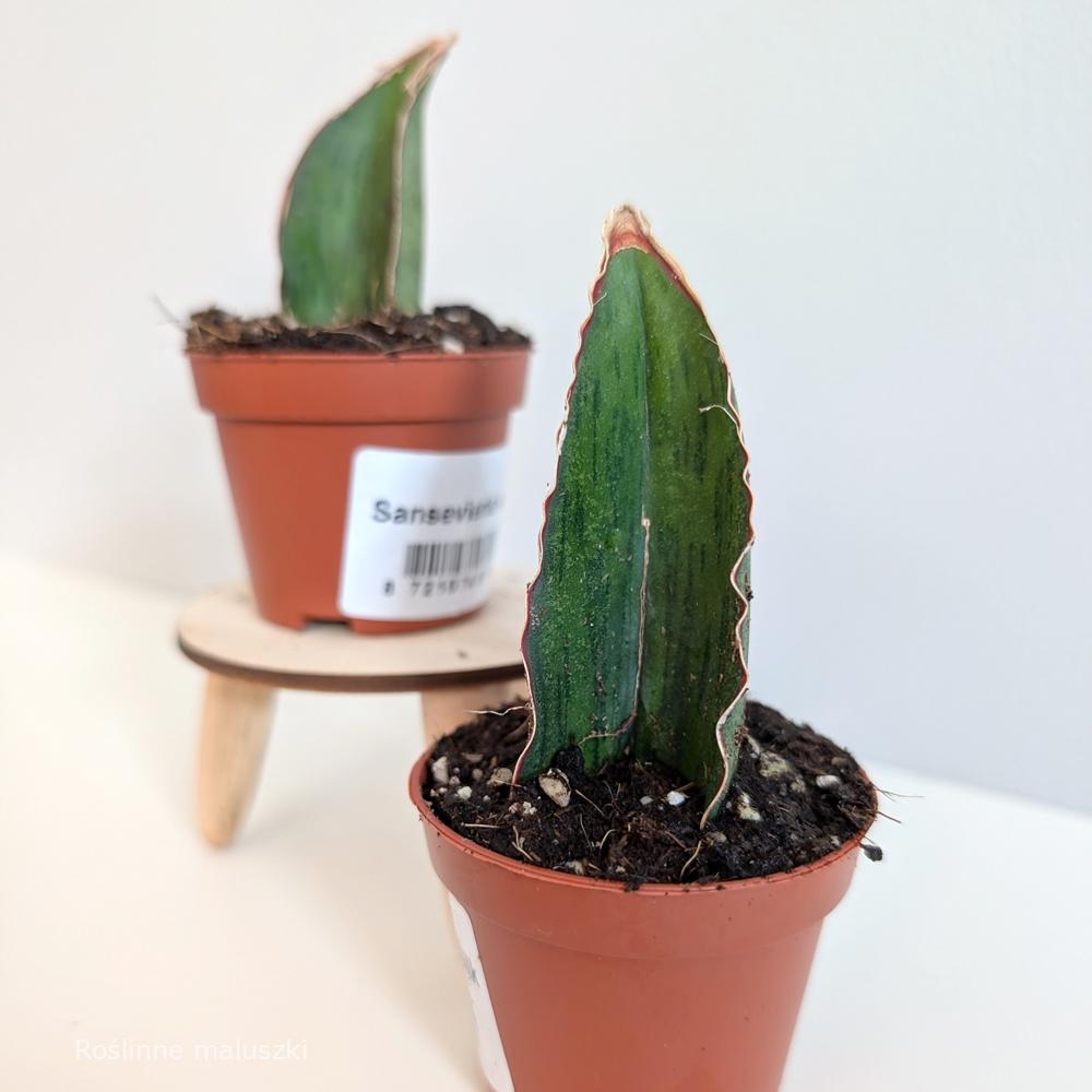 Sansevieria As Silk