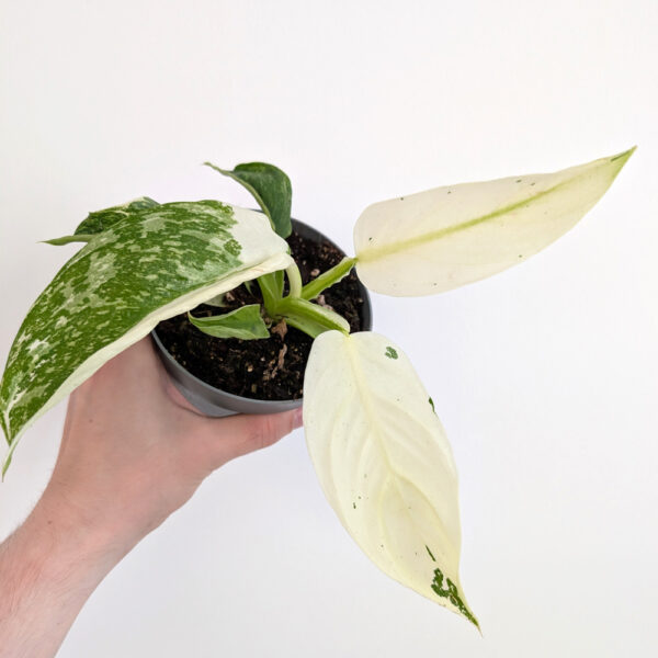 Filodendron Jose Buono