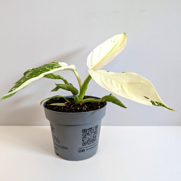 Filodendron Jose Buono