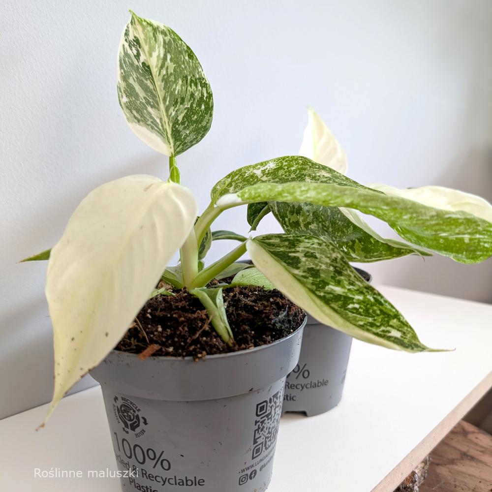 Filodendron Jose Buono